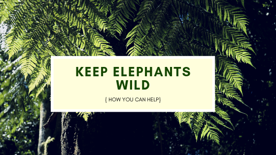 Keeping Asian elephants wild