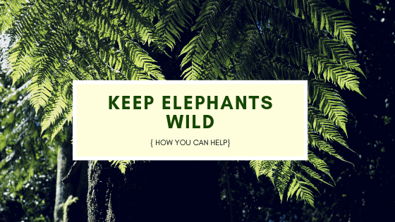 Keeping Asian elephants wild